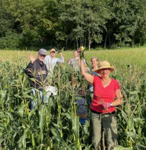 Picking Corn for Food Banks