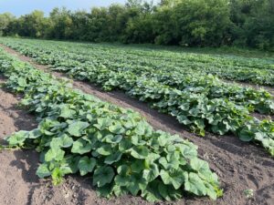 Squash plants in a field