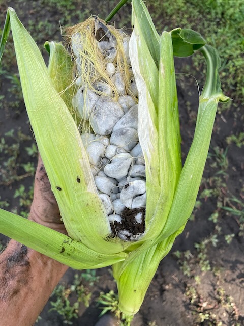 A magnificent huitlacoche, July 2023