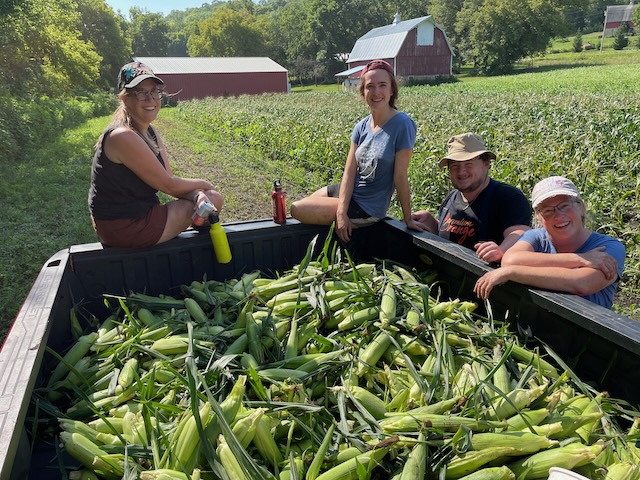 Four volunteers and a pickup truck full of corn